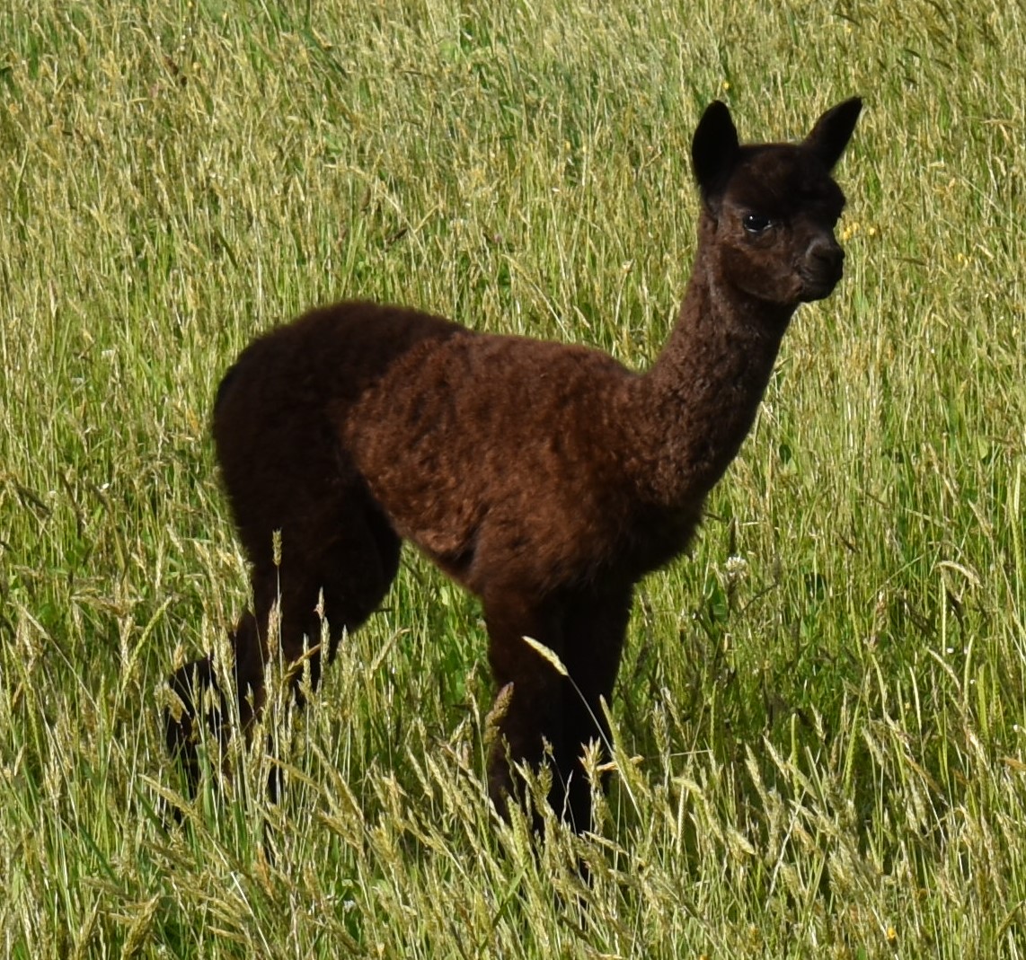 Alpaca